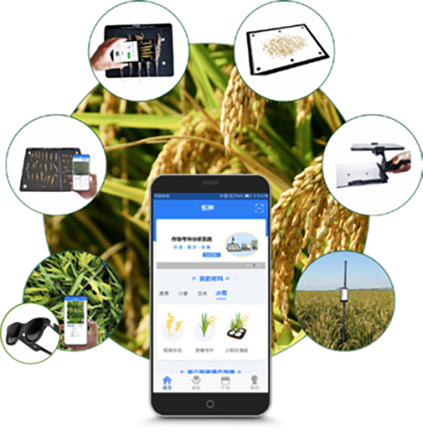 托普水稻表型檢測系統(tǒng)，一站式表型參數(shù)檢測解決方案