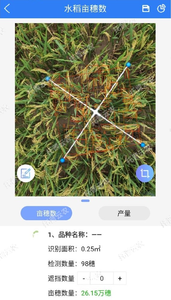水稻測產(chǎn)，要用精準高效又便捷的畝穗數(shù)測量系統(tǒng)