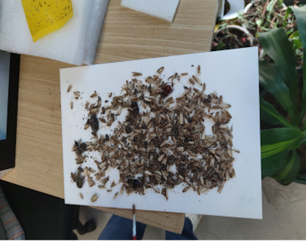 一鍵拍照、智能識別，田間蟲害調(diào)查有了“好幫手”！